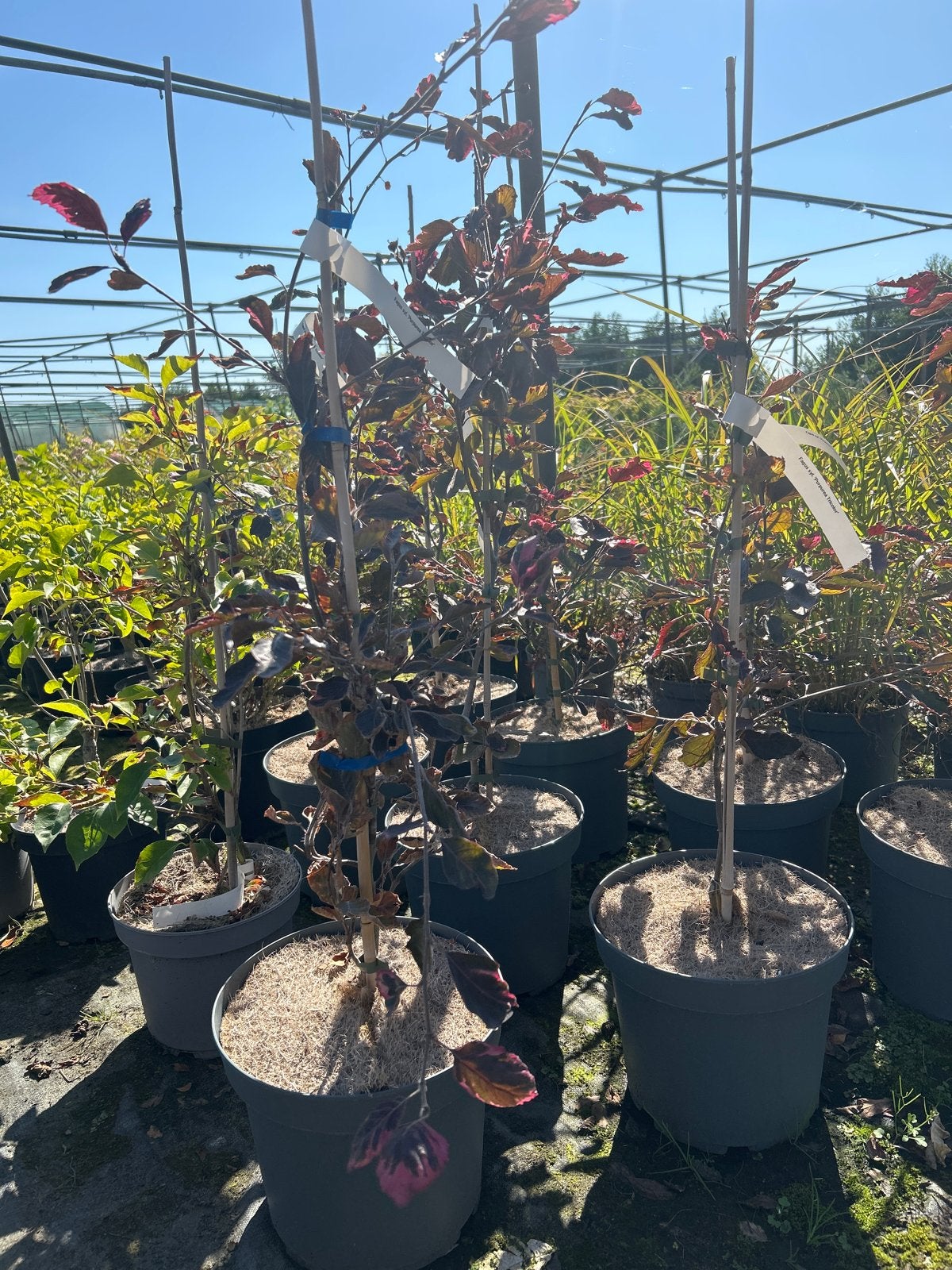 Fagus syl. 'Purpurea Tricolor' - Rode Beuk in 7,5L pot, Tuin en Terras, Planten | Bomen, Overige soorten, Lente, 100 tot 250 cm