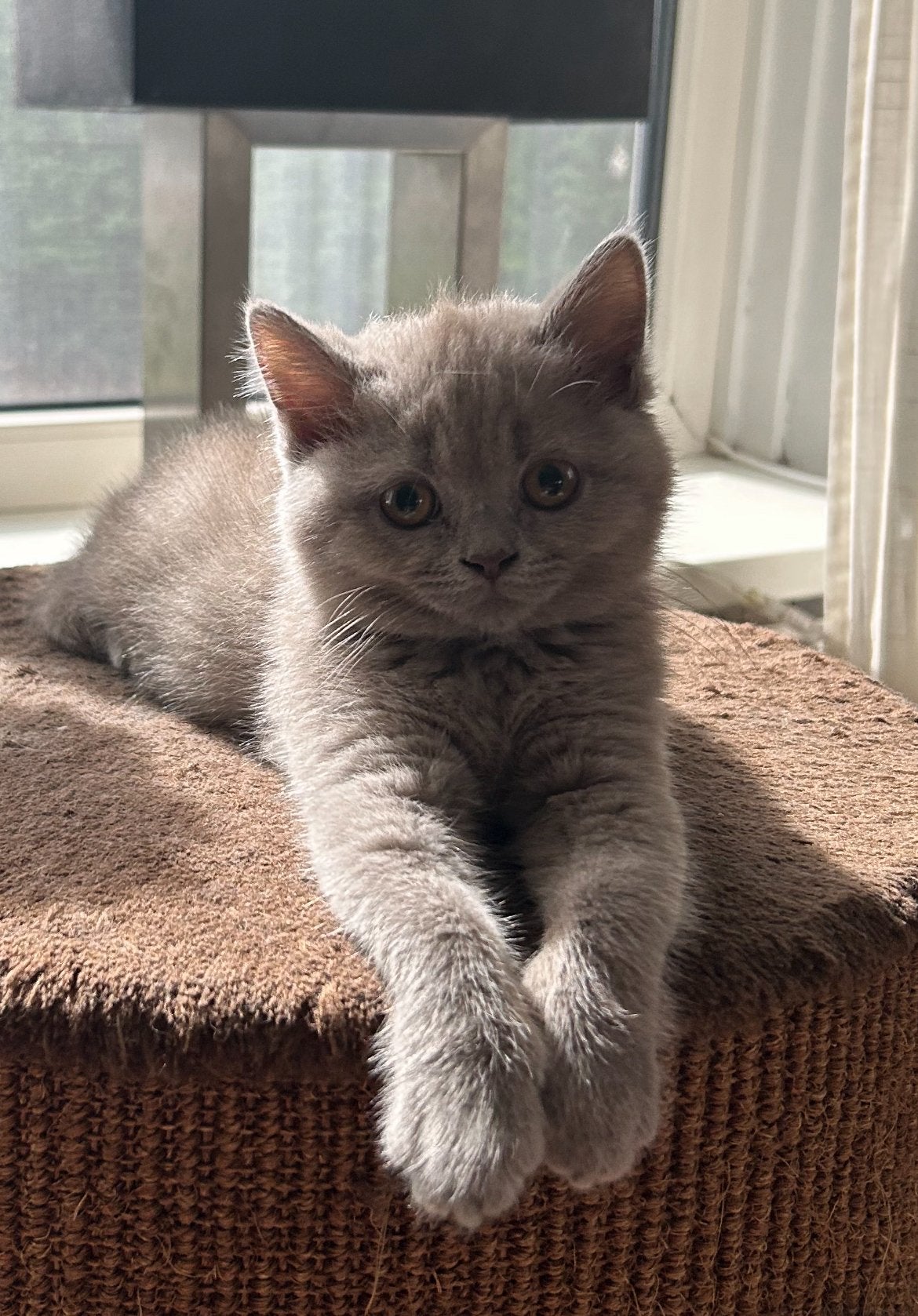 Twee lieve ❤️ prachtige britse korthaar kittens - poesjes, Dieren en Toebehoren, Katten en Kittens | Raskatten | Korthaar, Poes