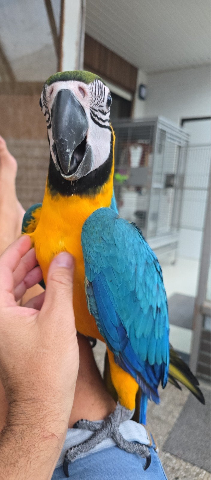 laatste blauwgele ara, Vrouwelijk, Papegaai