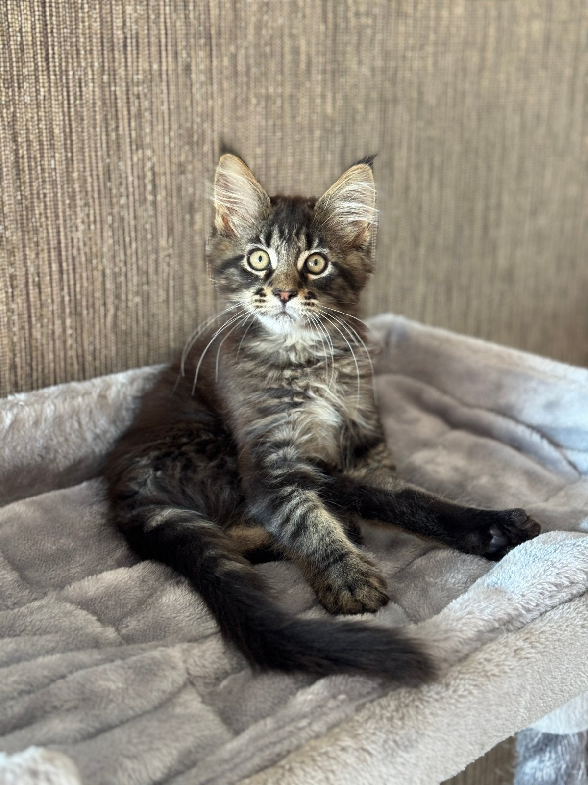 MAINE COON KITTENS, Dieren en Toebehoren, Meerdere dieren, Ontwormd, 0 tot 2 jaar