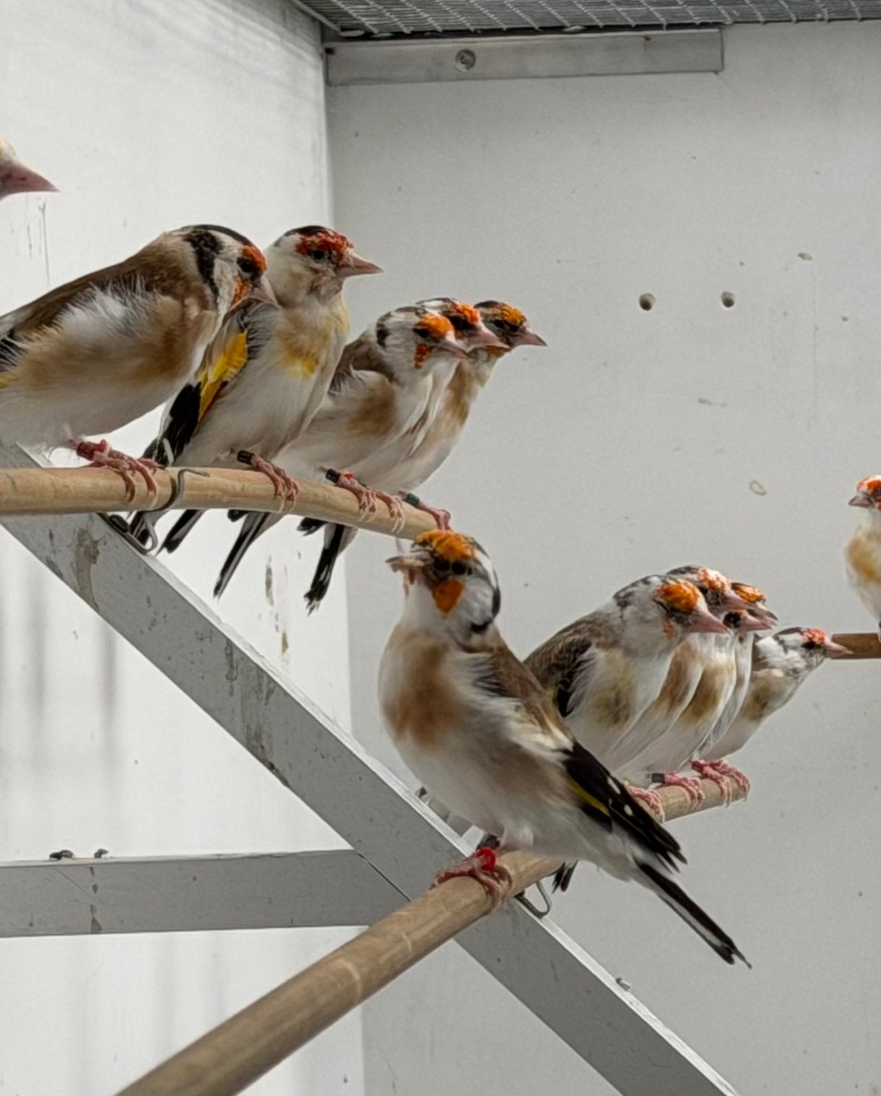 Major putters Distelvink Carduelis, Meerdere dieren, Wildzangvogel