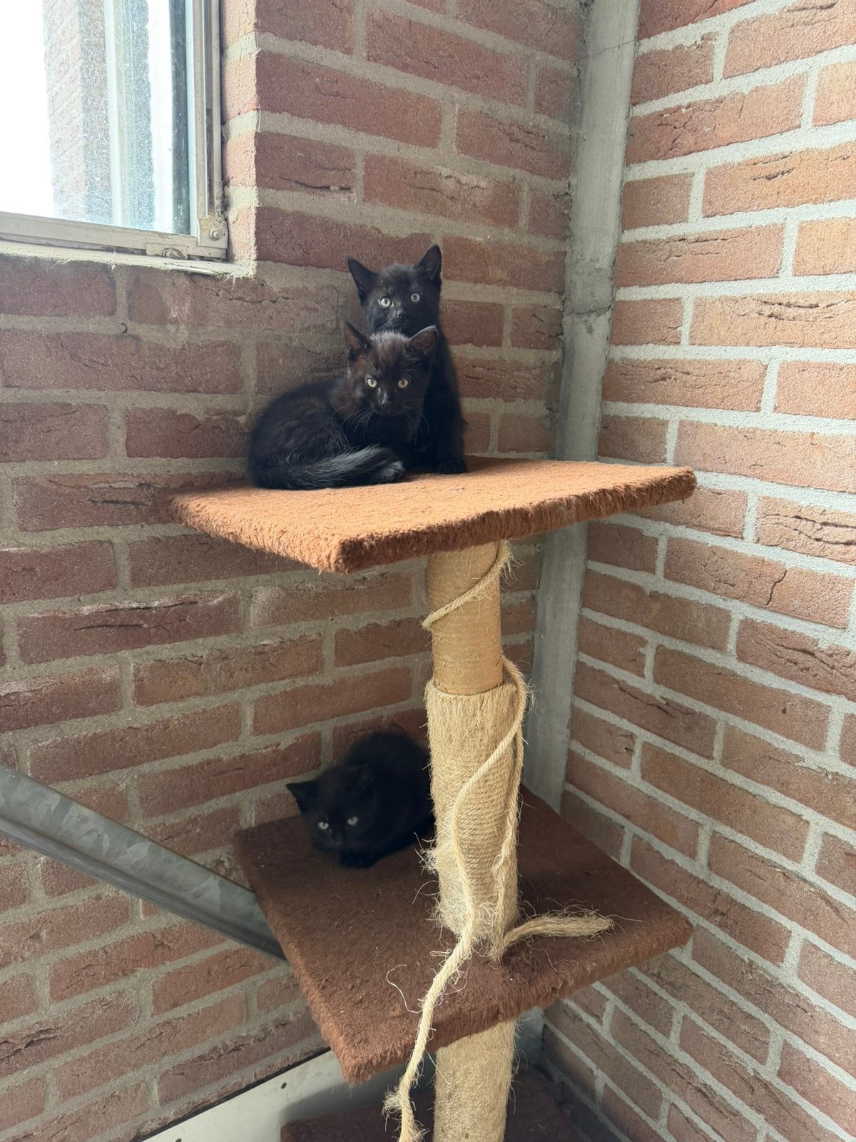Kittens te koop!, Ophalen of Verzenden, Zo goed als nieuw, Krabton