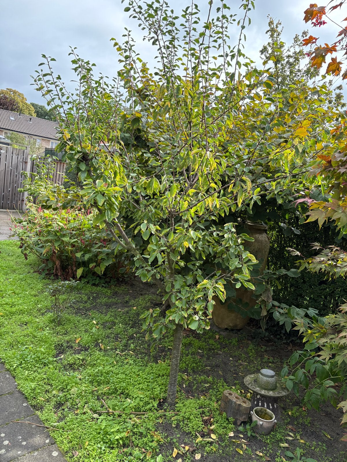 Grote fruitboom, onbekende soort, voor uw tuin, Ophalen, Lente, Overige soorten, Volle zon