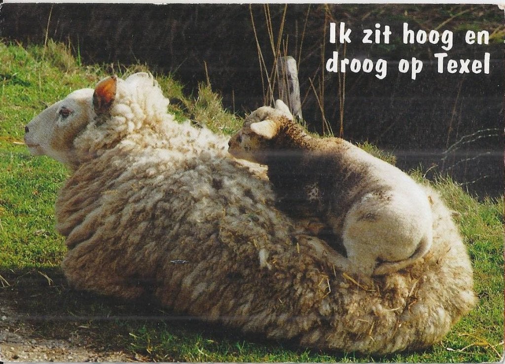 B433 Ongelopen ansichtkaart ik zit hoog en droog op texel, Ophalen of Verzenden, 1960 tot 1980, Ongelopen, Waddeneilanden