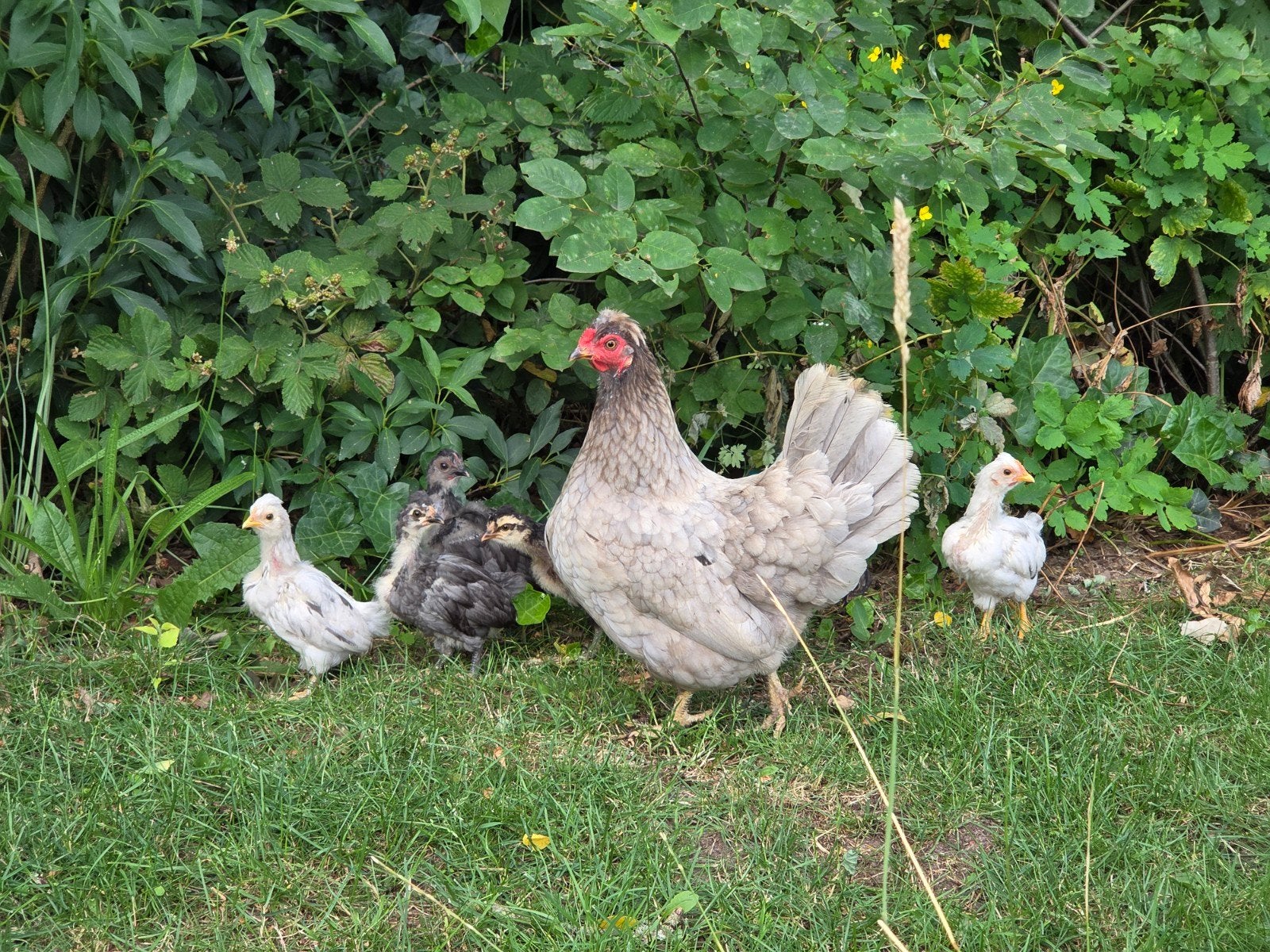 Jonge mix kippen, Meerdere dieren, Kip
