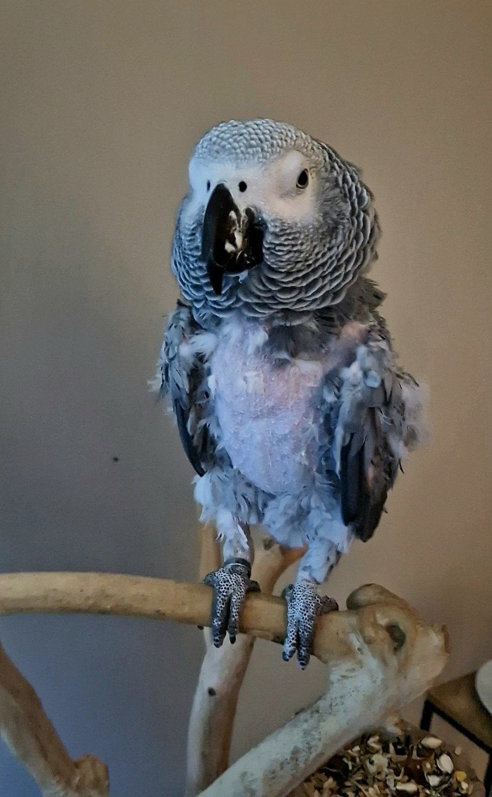 Gizmo zoekt zijn gouden thuis!, Dieren en Toebehoren, Mannelijk, Papegaai, Pratend