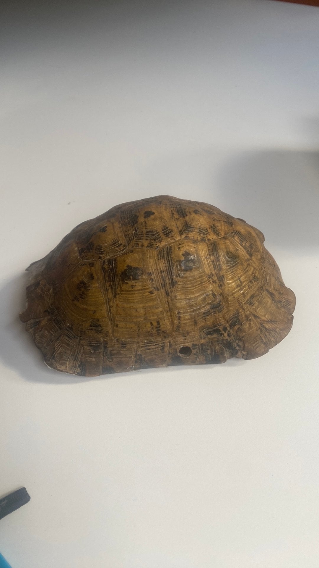 Antiek schild landschildpad, Ophalen of Verzenden, Gebruikt, Beeldje of Figuurtje
