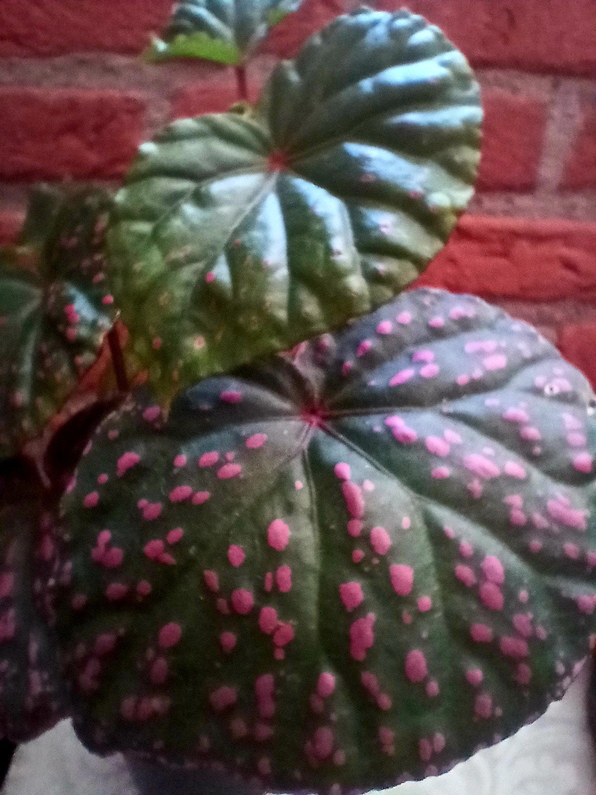 Begonia muara wahau stekje, Ophalen of Verzenden, Halfschaduw, Minder dan 100 cm