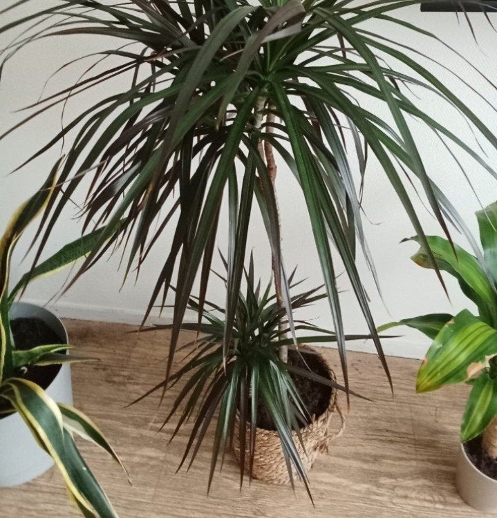 goede staat Dracena grote plant ruil, Huis en Inrichting, Ophalen of Verzenden