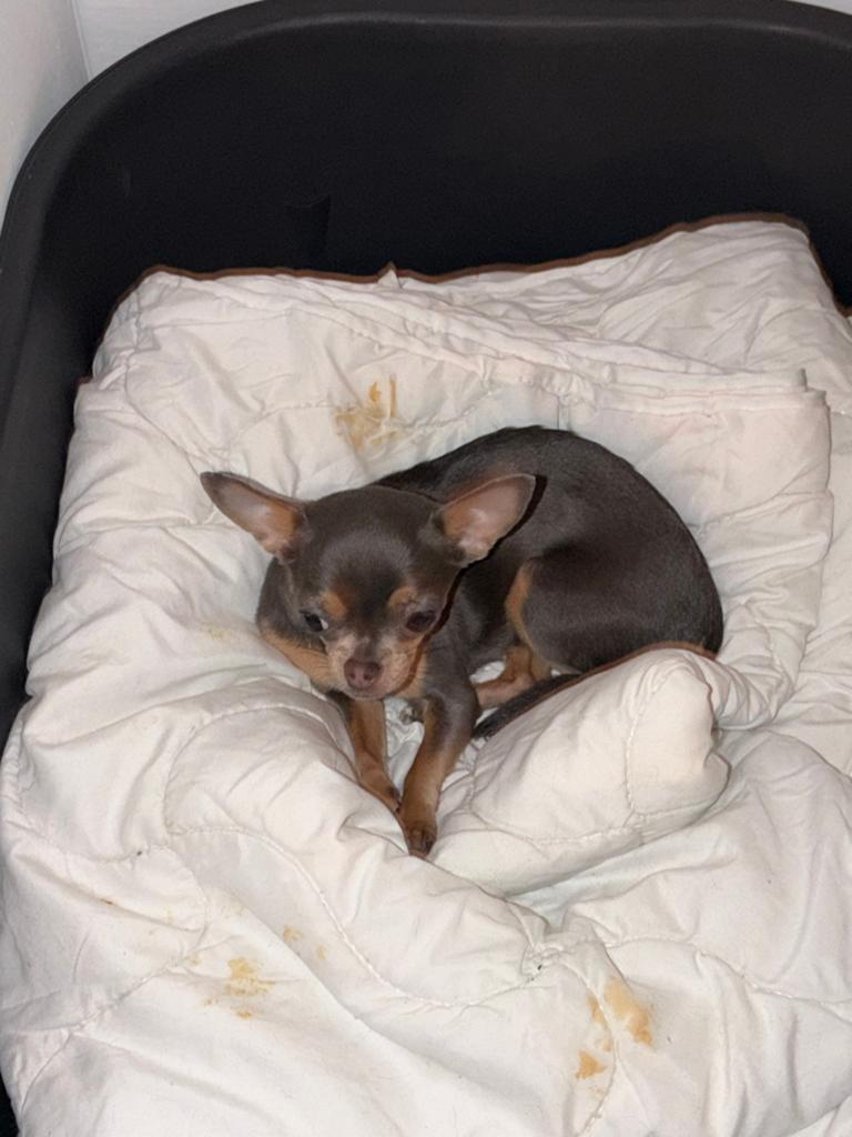 Goed huisje gezocht voor Chihuahua teefje van 8 maanden, Dieren en Toebehoren, Parvo, 15 weken tot 1 jaar, Teef, Eén hond