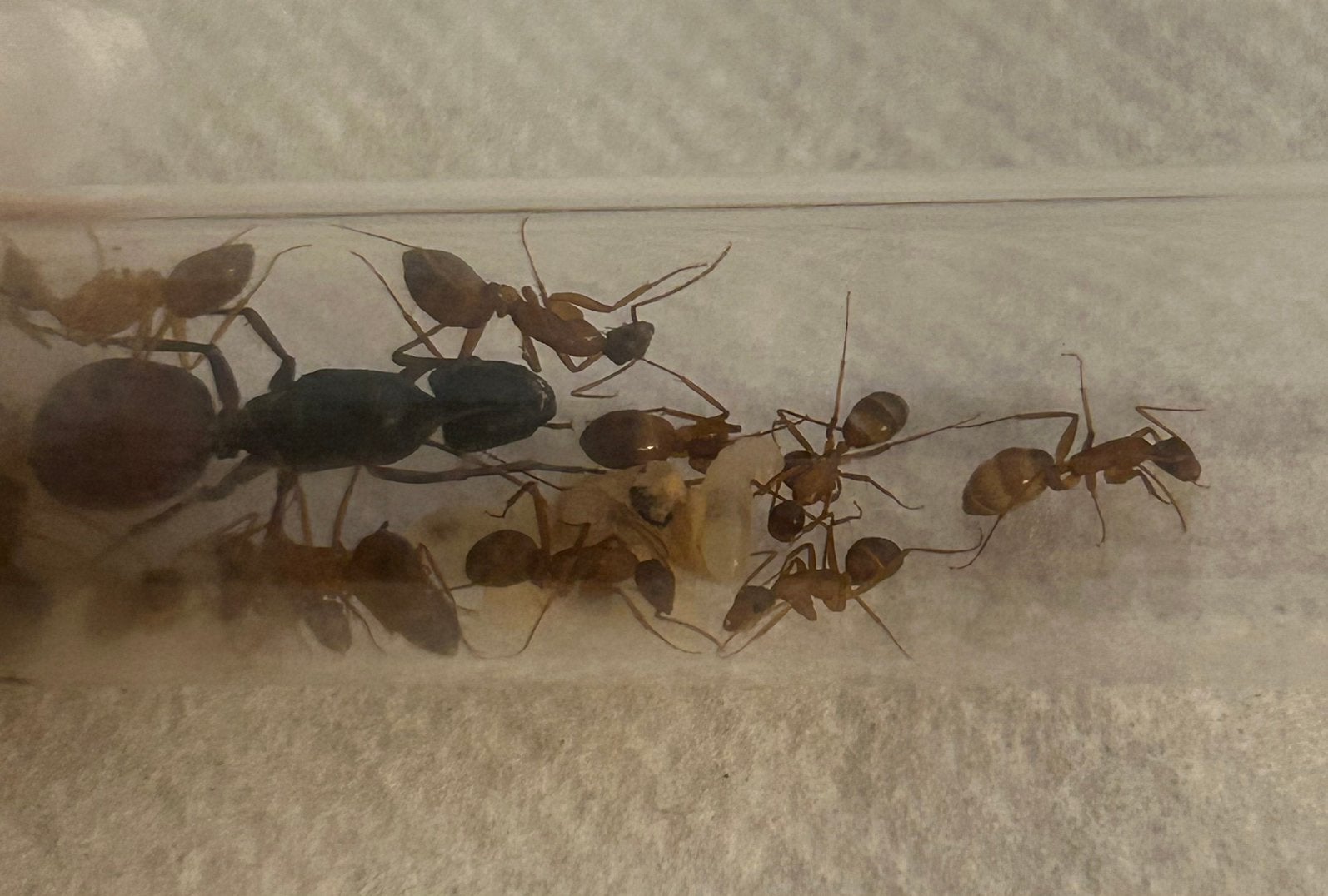Camponotus CA02 Q+ 15 werksters / mieren ant kolonie, Dieren en Toebehoren