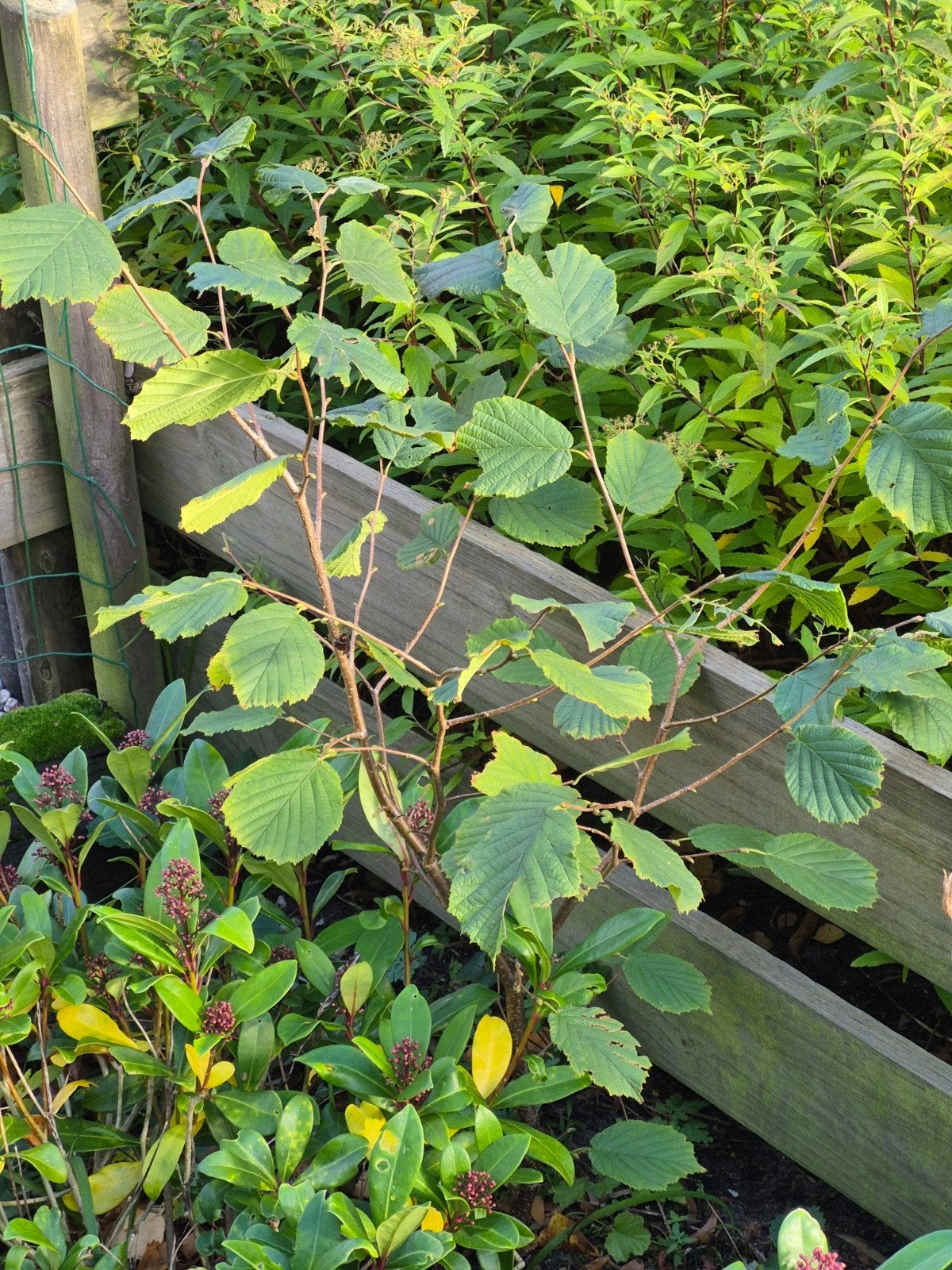 Hazelaar - Jonge plant, ca. 50 cm hoog, Tuin en Terras, Ophalen, Overige soorten, Minder dan 100 cm