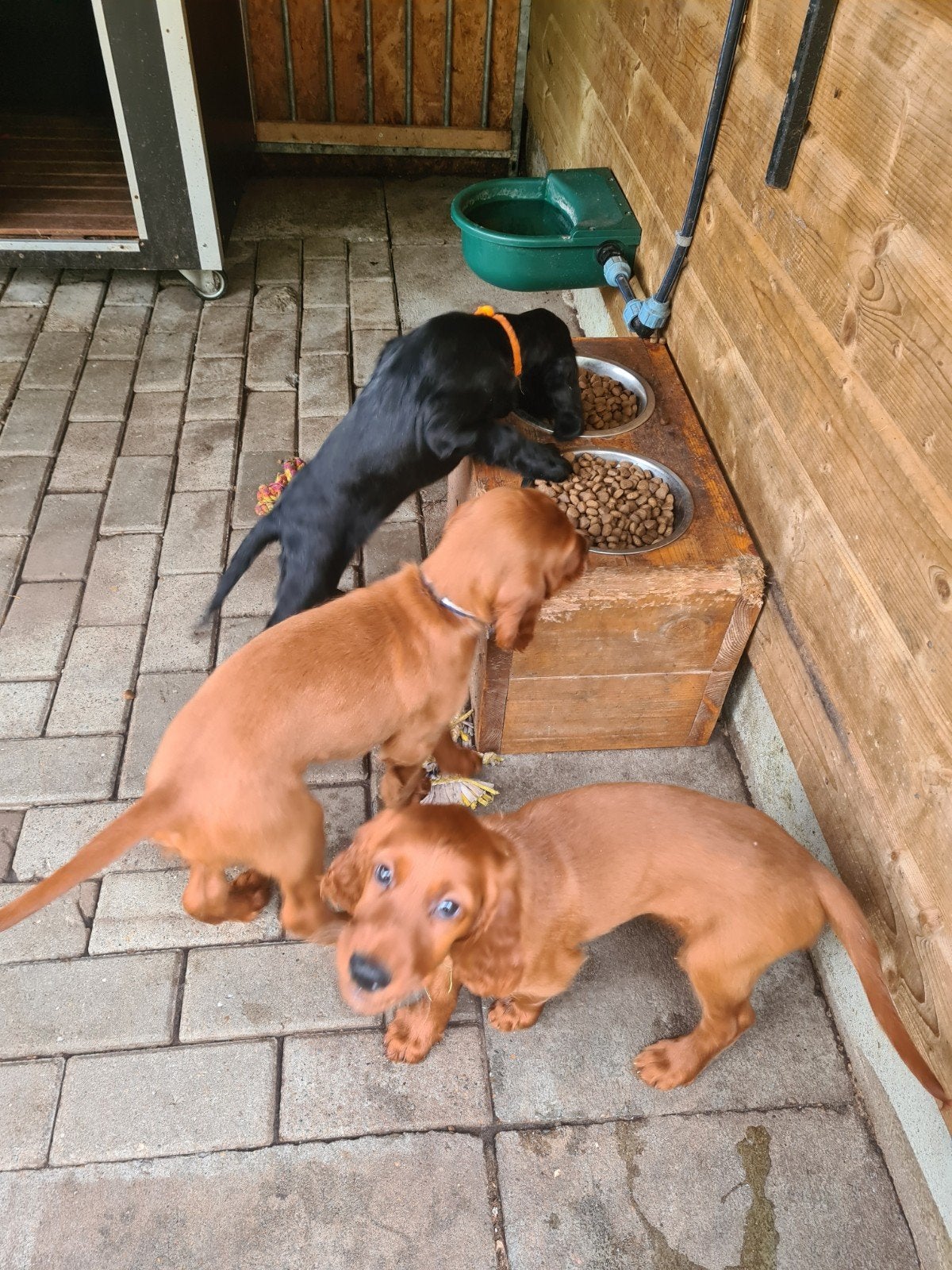 Setterpups: 1 zwart teefje, 2 rode reutjes zoeken een baasje, 8 tot 15 weken, Meerdere, Meerdere dieren, Middel