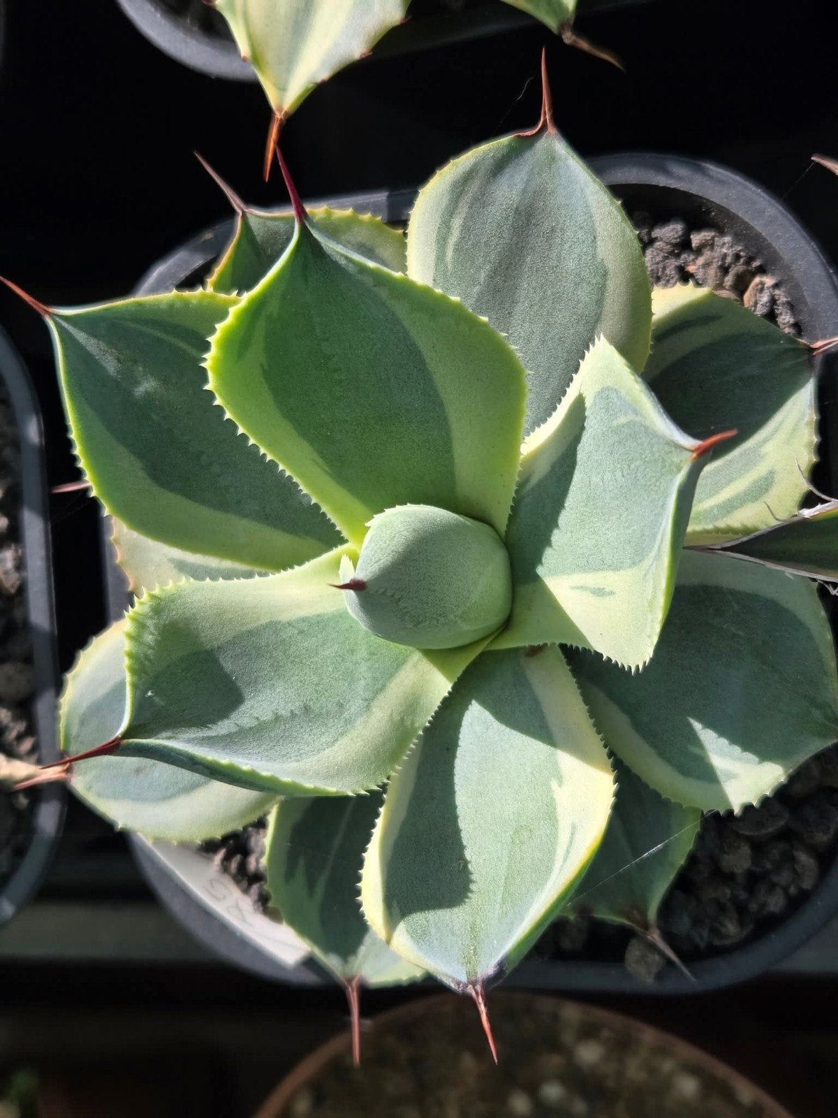 Agave Potatorum "Blue Thunder" bijzondere Agave, Ophalen of Verzenden, Overige soorten, Halfschaduw, Minder dan 100 cm