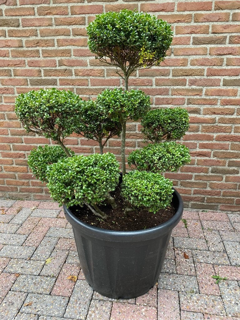 Illex Crenata Convexa Vormsnoei, Halfschaduw, Overige soorten, 100 tot 250 cm, Zomer
