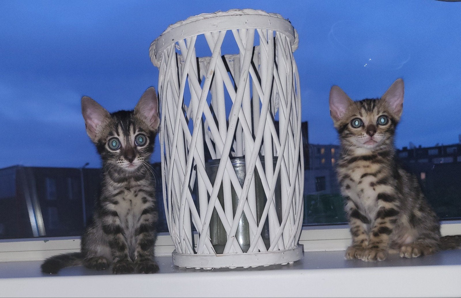 Bengaal kitten, Poes, Met stamboom