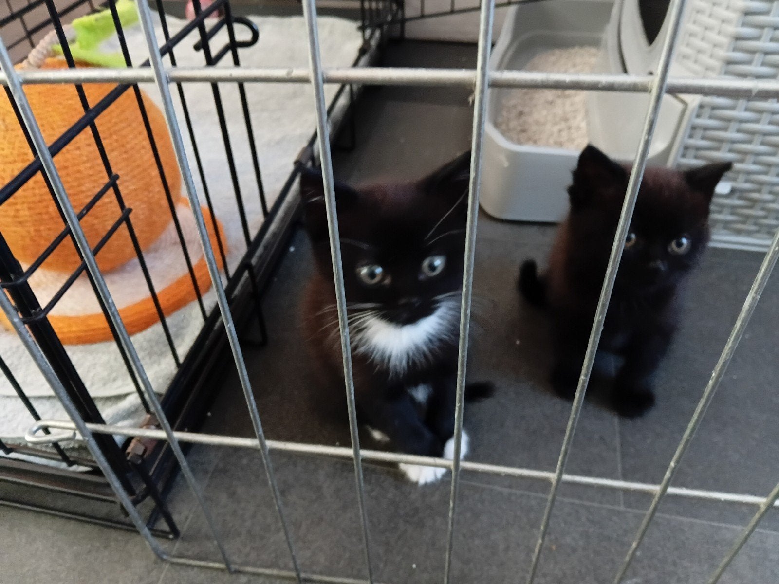 kittens, Dieren en Toebehoren, Katten en Kittens | Overige Katten, Poes