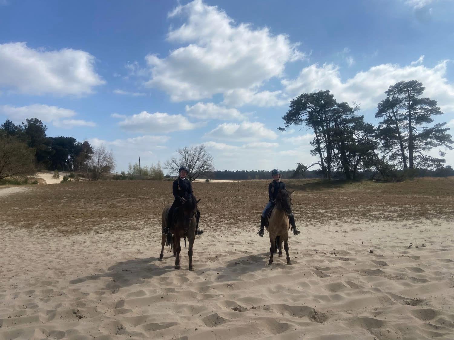 Verzorgpony/paard gezocht roosendaal, voor 2 verzorgsters, Overige merken, Ophalen of Verzenden, Zo goed als nieuw, Overige typen