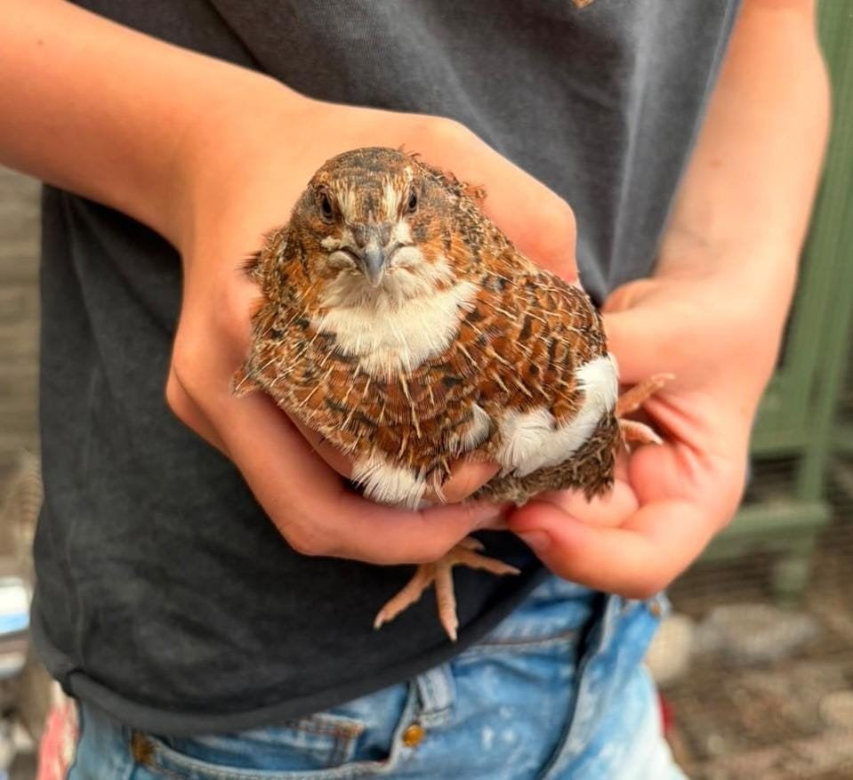 kwartel haantje, Dieren en Toebehoren, Pluimvee, Mannelijk, Overige soorten