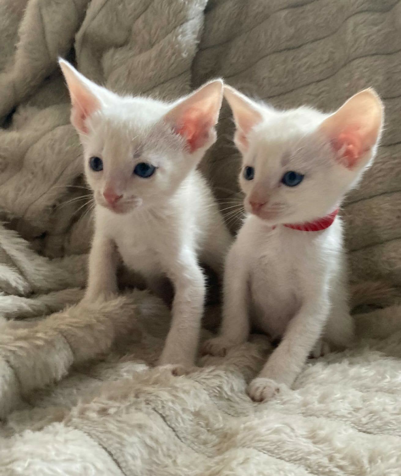 Siamees Katers (mix)▪︎ Beschikbaar in herfstvakantie!, Dieren en Toebehoren, Kater, Gechipt, 0 tot 2 jaar