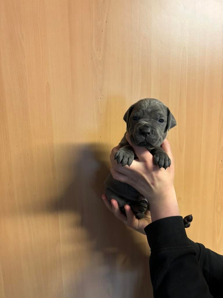 Cane corso pups te koop, Parvo, Overige rassen, 8 tot 15 weken, Meerdere