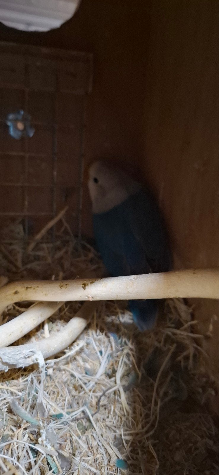 Agapornis, Geslacht onbekend, Dwergpapegaai of Agapornis, Tam