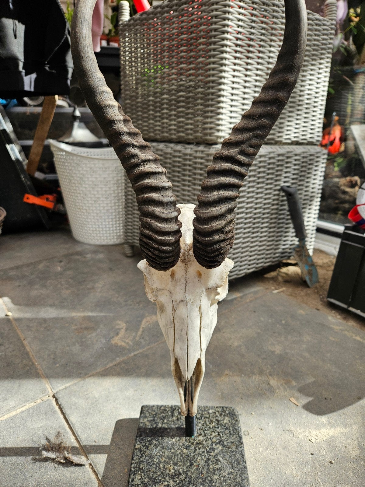 Springbok schedel op statief - Uniek decoratiestuk, Ophalen, Gebruikt, Hert, Schedel