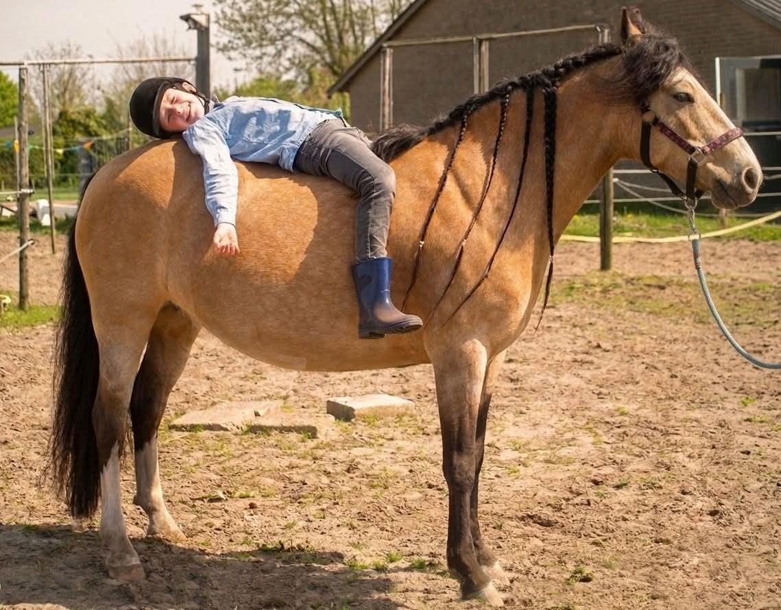 Mega lieve 8 jarige valk merrie, 7 tot 10 jaar, Recreatiepony, Merrie, Gechipt