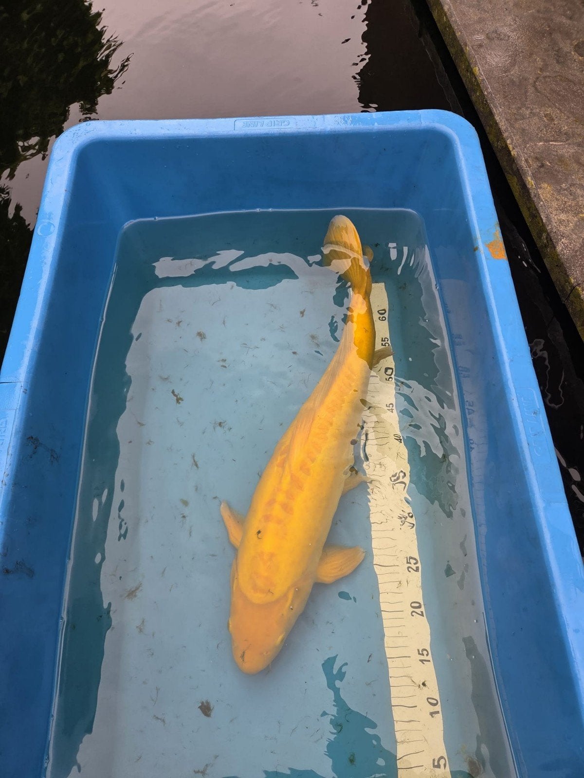 Japanse Doitsu Karashikoi 55 cm, Dieren en Toebehoren, Vissen | Vijvervissen, Karper of Koi