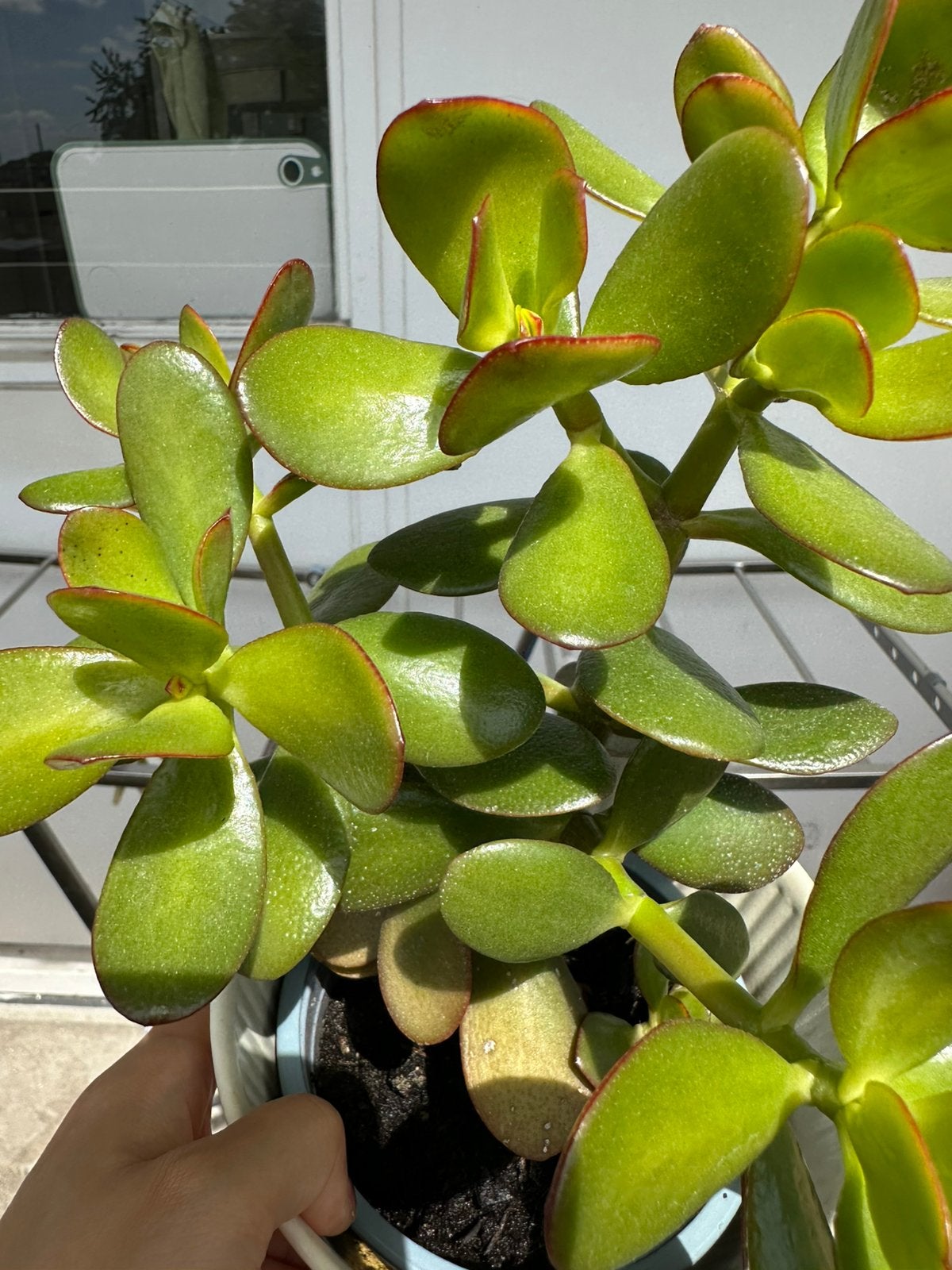 Mooi plant kamerplant, Ophalen, Halfschaduw, Minder dan 100 cm