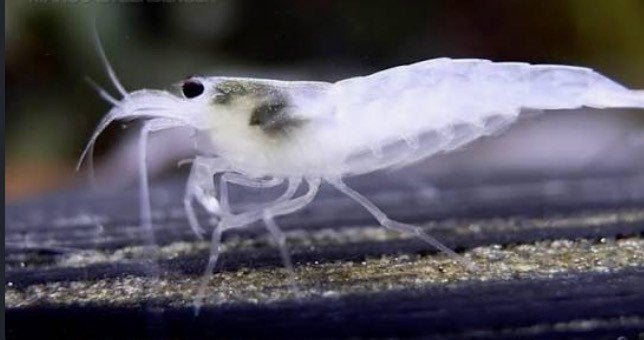 Snow White Amano garnalen 1,5 - 2 cm - Caridina shrimp, Kreeft, Krab of Garnaal, Zoetwatervis, Schoolvis