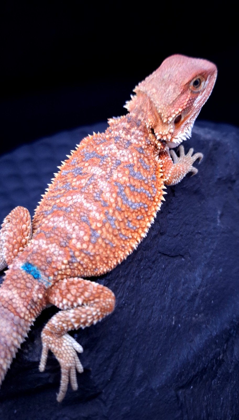 Orange Hypo Blue Bar Baardagaam Man 9 weken oud, Dieren en Toebehoren, Hagedis, 0 tot 2 jaar