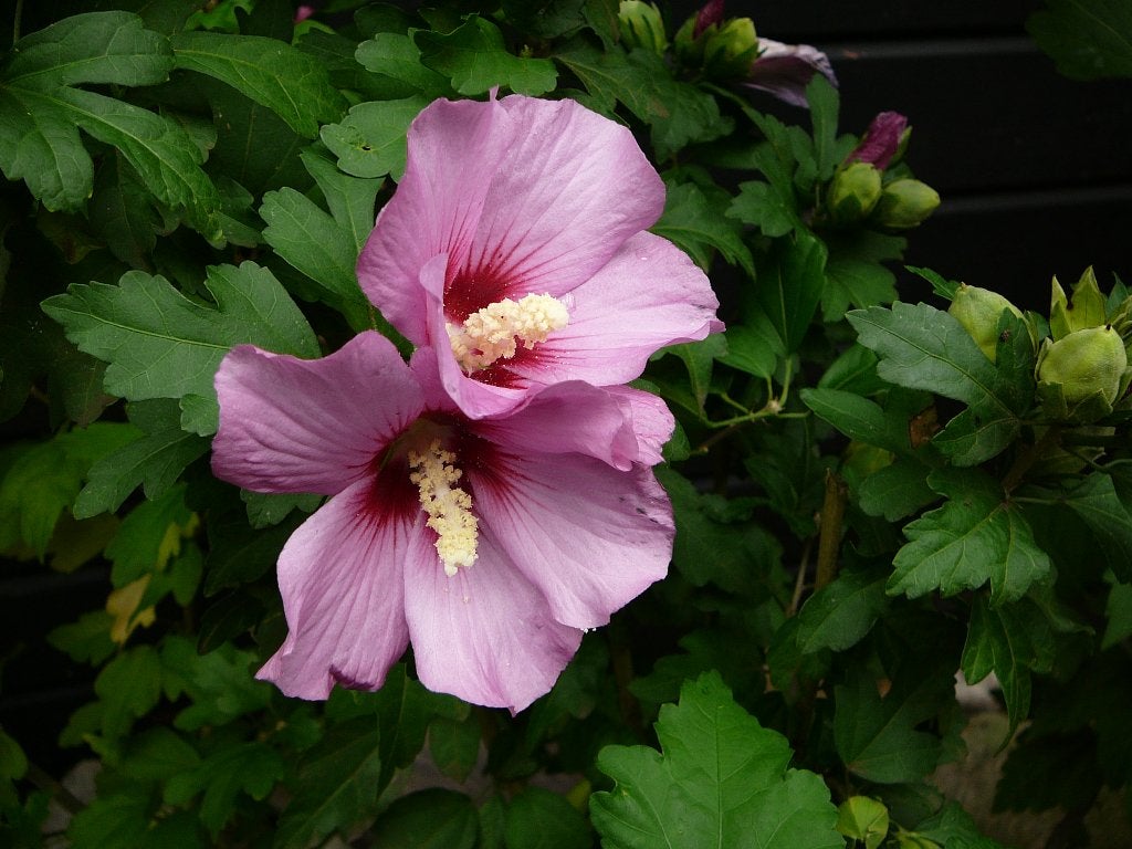 Hibiscus 1.30 hoog, Vaste plant, Halfschaduw, Zomer, Ophalen
