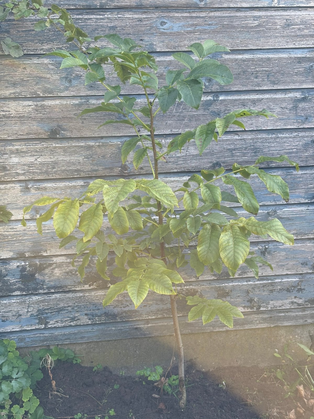 Prachtig jong walnotenboompje (Juglans regia) – Stam 110 cm, Overige soorten, 100 tot 250 cm, Zomer, Ophalen