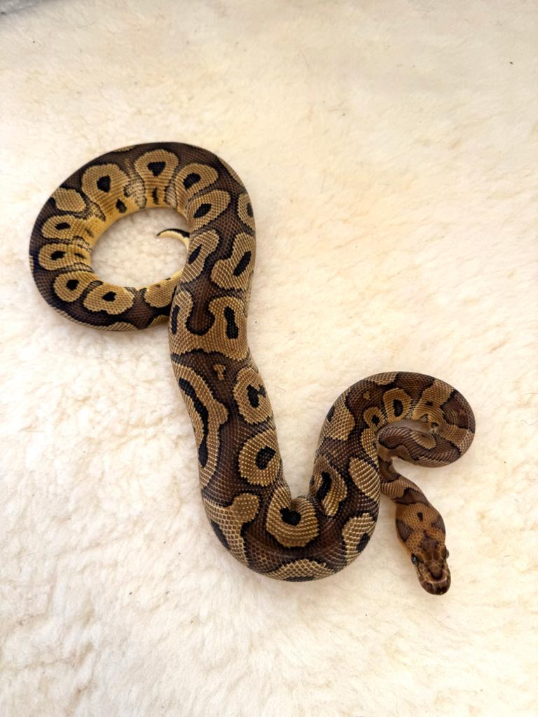 Ball Python 1.0 Yellow Belly Clown 50% Het Hypo 2025 Ball Python - male for sale from Qmi