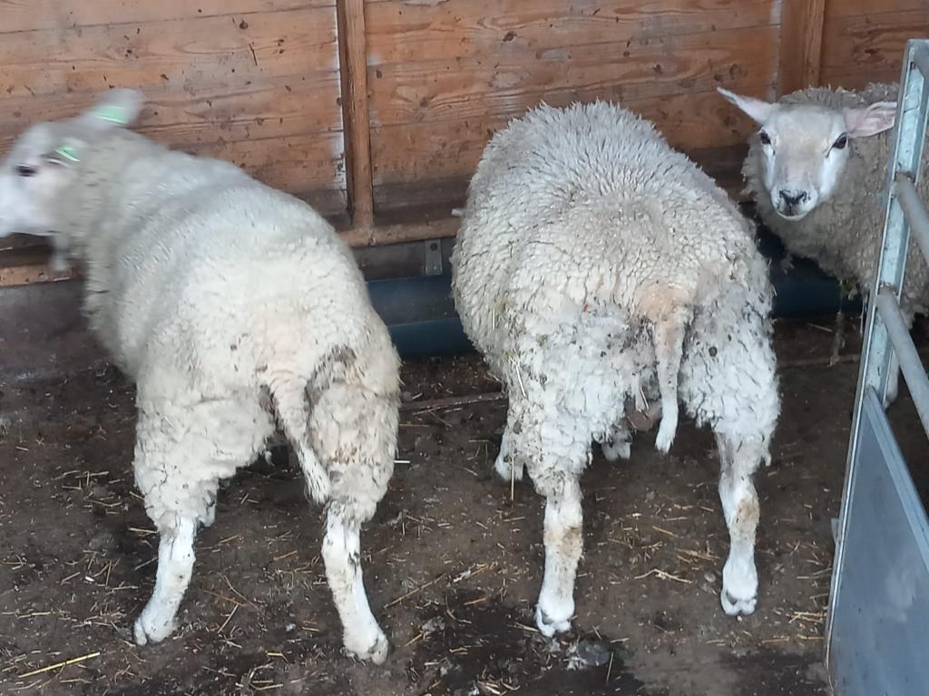 lammeren, Dieren en Toebehoren, Meerdere dieren, Schaap, 0 tot 2 jaar