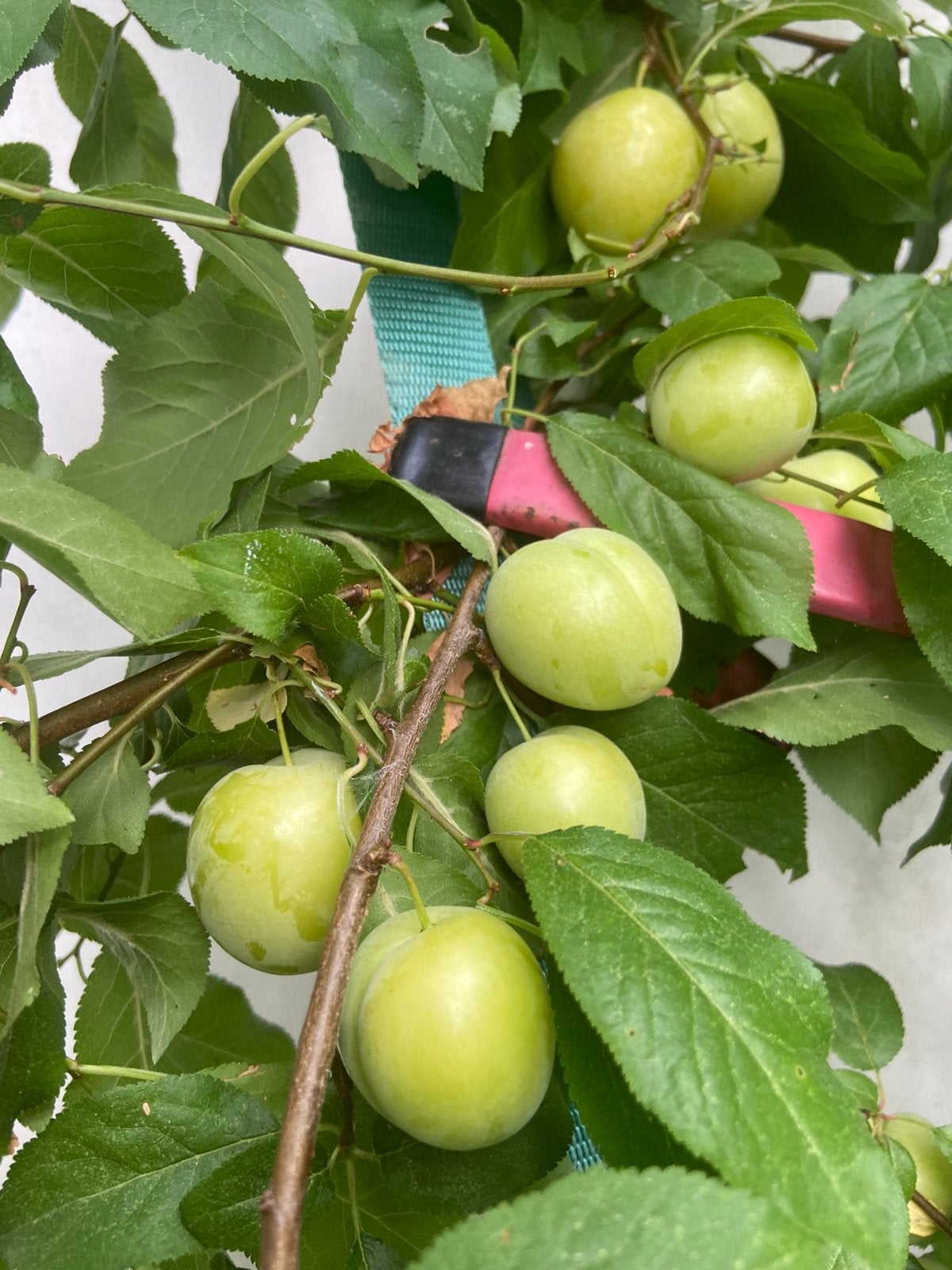Groene pruimen Biologische Can eriği ilacsizdir, Tuin en Terras, Planten | Fruitbomen, Ophalen of Verzenden, Minder dan 100 cm