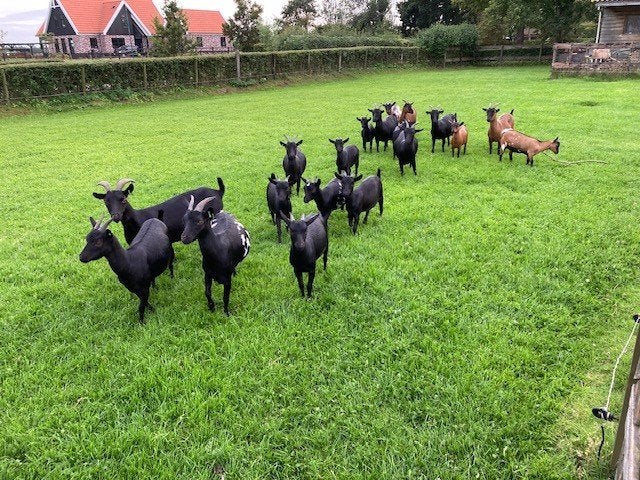 Dwerggeitjes te koop, Dieren en Toebehoren, Vrouwelijk, Geit, 0 tot 2 jaar