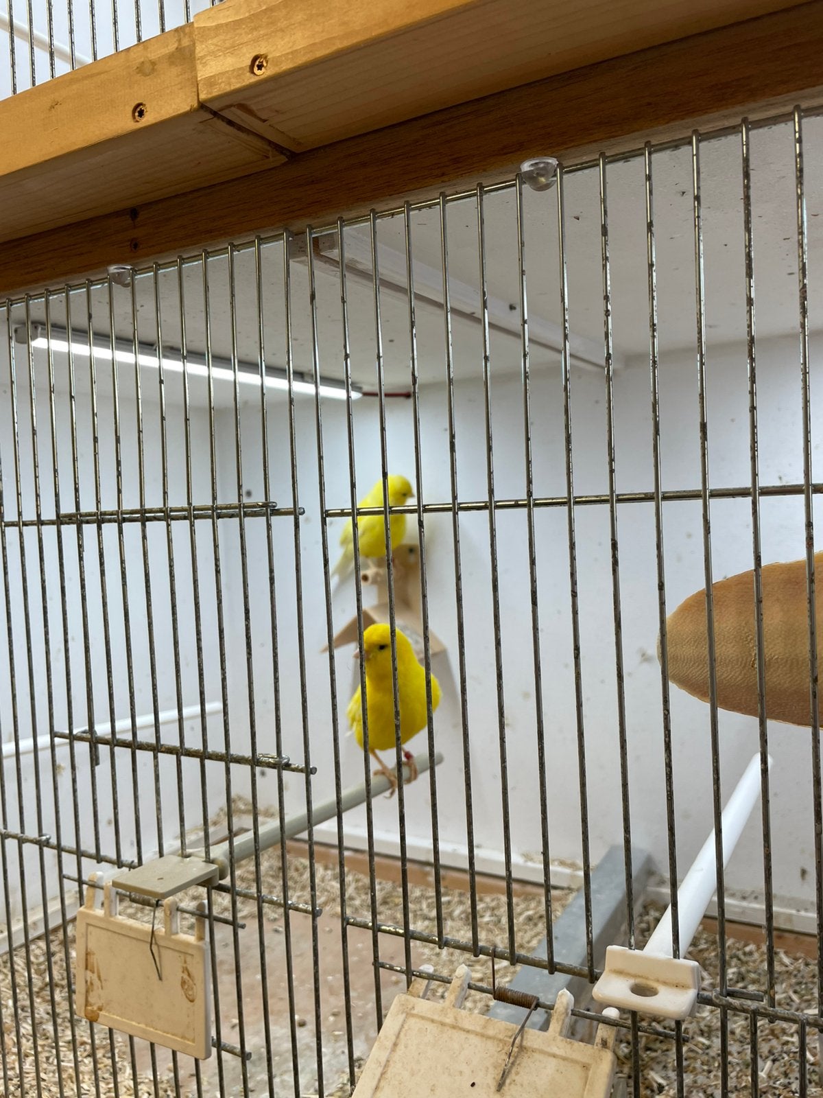 Te koop, Dieren en Toebehoren, Meerdere dieren, Kleurkanarie