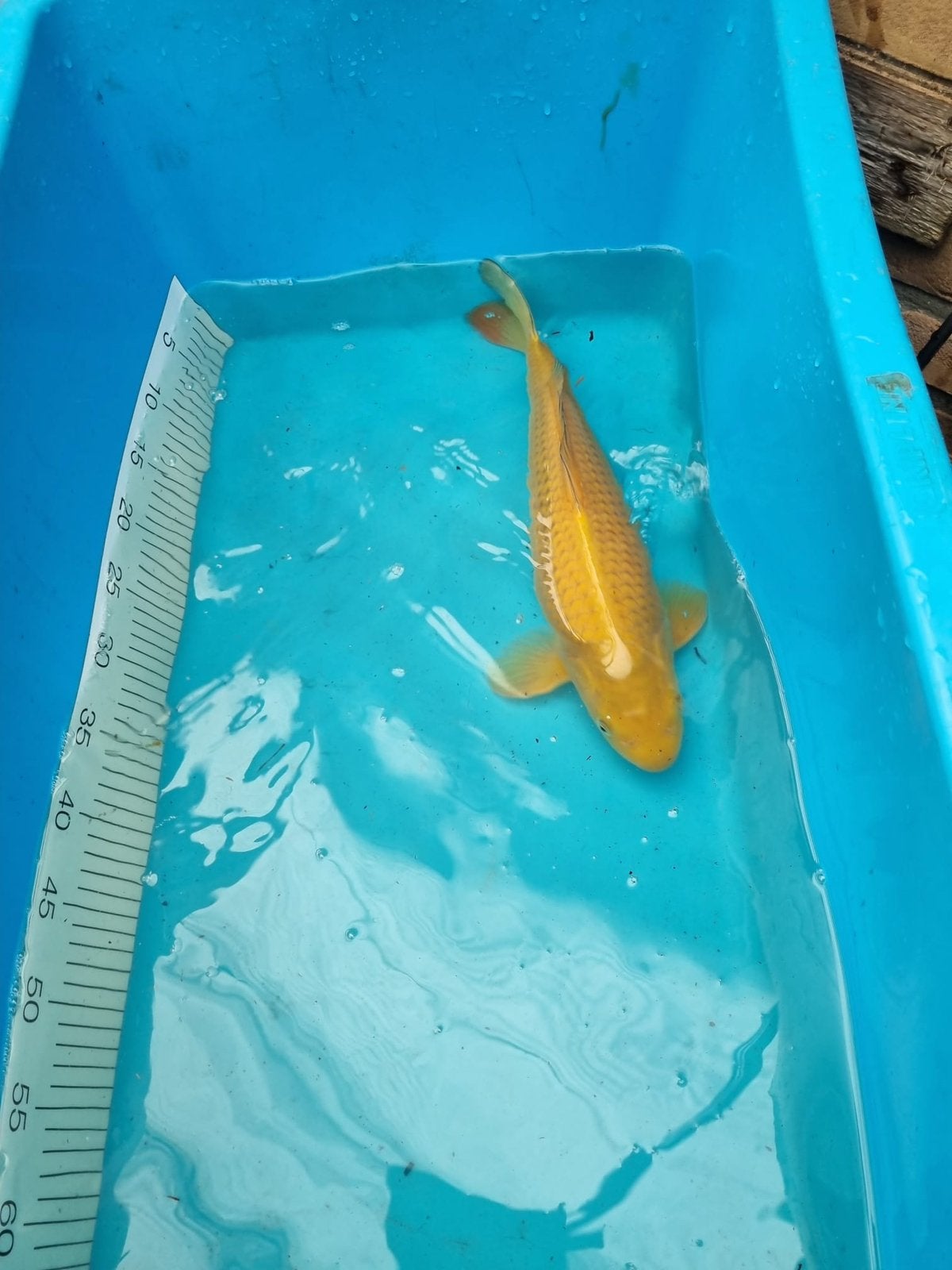 Te koop japanse koi chagoi 44cm, Karper of Koi