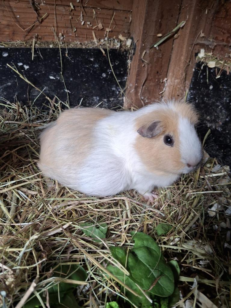 knappe zeug, Dieren en Toebehoren, Knaagdieren, Cavia, Juli, Vrouwelijk, Tam