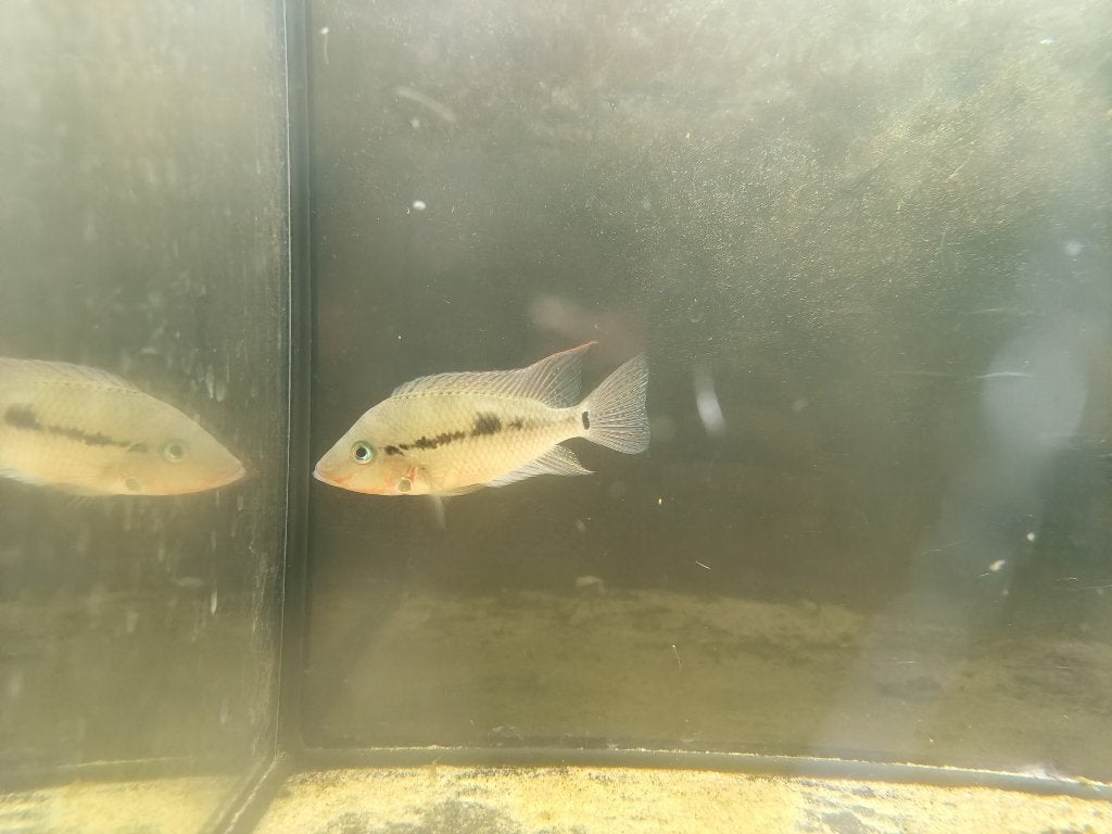 Vuurkeelcichlide man (Thorichthys meeki), Vis, Zoetwatervis