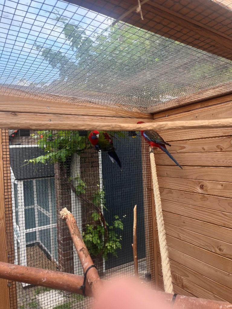 Koppel Pennant Rosella’s, Dieren en Toebehoren, Meerdere dieren, Parkiet, Geringd
