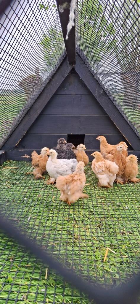 Verschillende kippetjes aangeboden, Meerdere dieren, Kip
