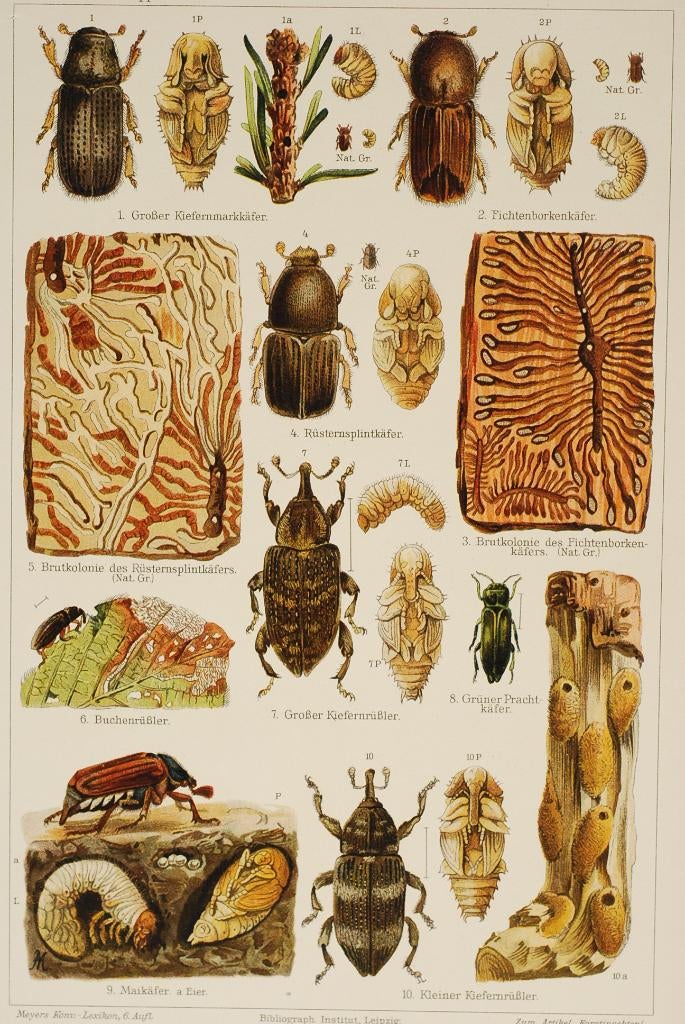 Bosinsecten - Antieke illustratie, Verzamelen, Foto's en Prenten, Zo goed als nieuw, Natuur, Voor 1940, Verzenden
