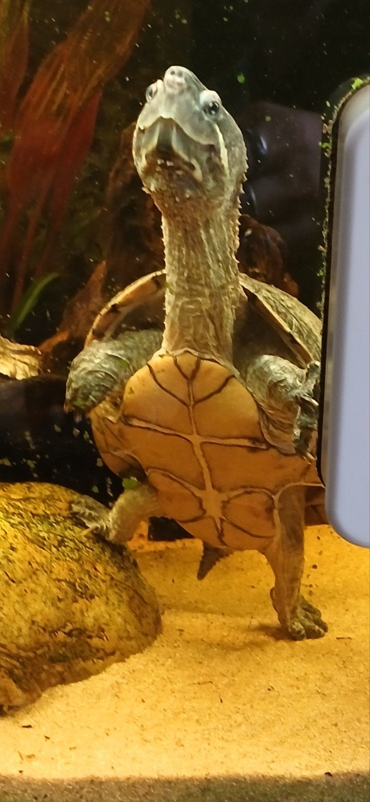 kweek groep muskus schildpadden, Dieren en Toebehoren, Reptielen en Amfibieën, Schildpad