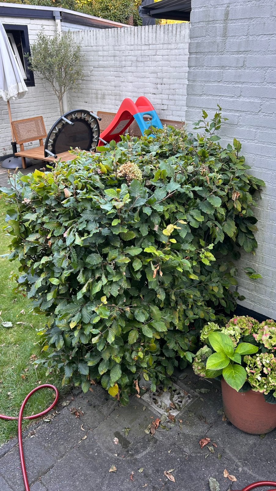 Beukenhaag (Fagus sylvatica), Ophalen, Bloeit niet, Halfschaduw, Overige soorten