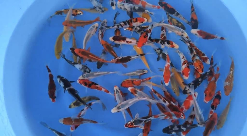 Japanse Koi Hosokai Tosai Mix, Karper of Koi