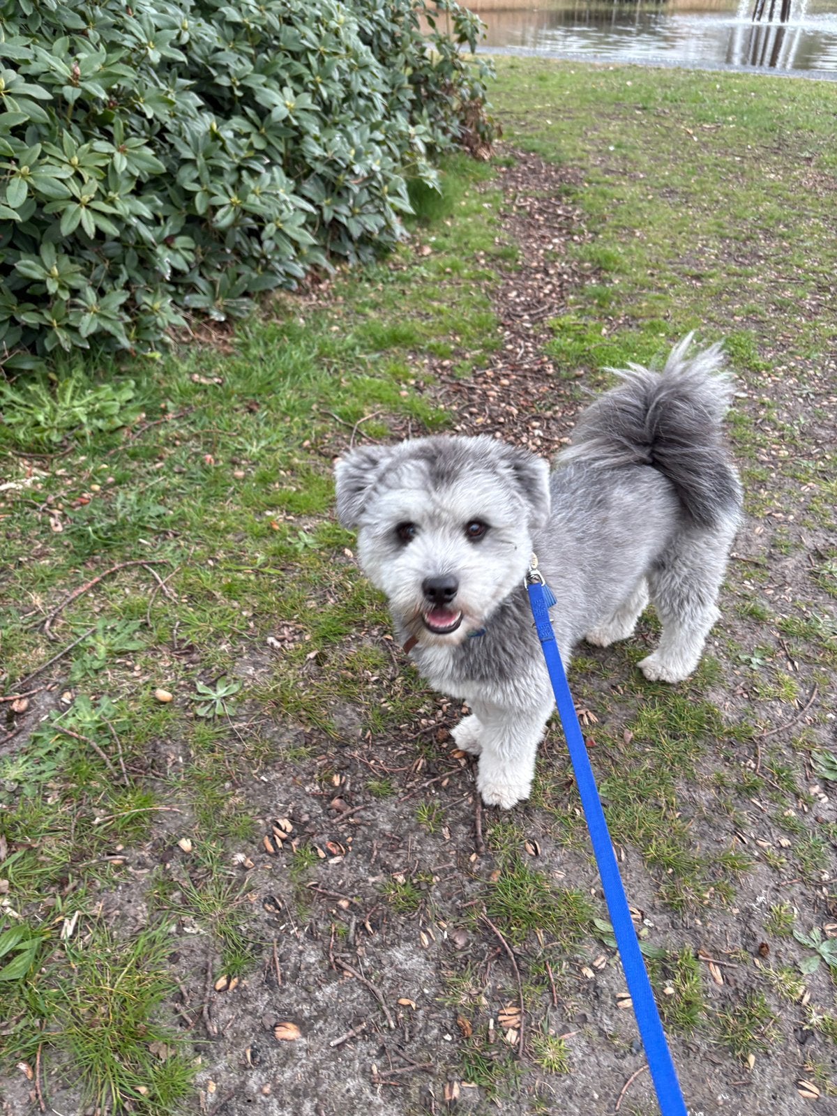 2 superlieve pomsky F2 x shih-tzu zwart/wit en grijs/wit, Dieren en Toebehoren, Honden | Poolhonden, Keeshonden en Oertypen, Parvo