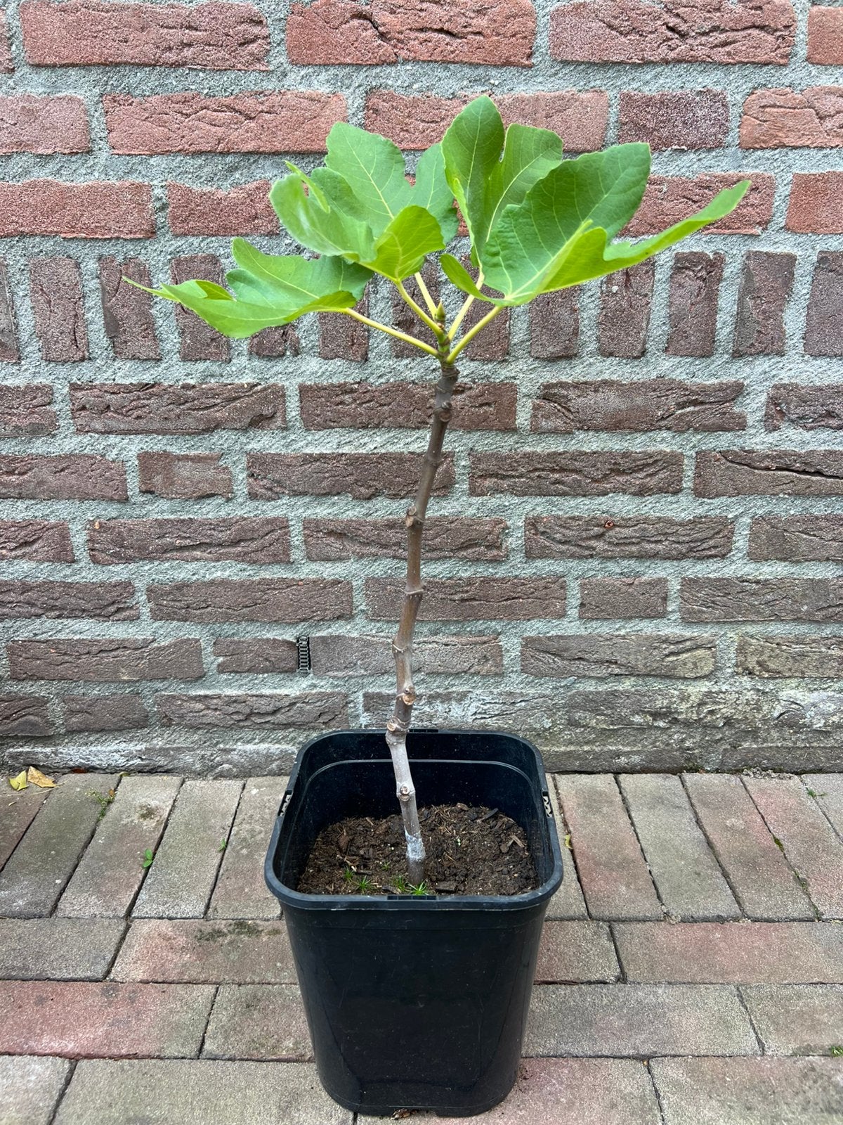 Vijgenboom stek 50 cm, Tuin en Terras, Planten | Fruitbomen, Ophalen, Minder dan 100 cm, In pot, Vijgenboom
